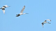 Kolpík bílý je teplomilný vodní pták, který �ije v ji�ní Evrop�. Pouze n�kolik...