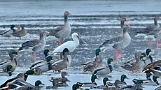 Kolpík bílý je teplomilný vodní pták, který �ije v ji�ní Evrop�. Pouze n�kolik...