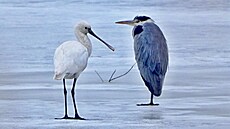 Kolpík bílý je teplomilný vodní pták, který �ije v ji�ní Evrop�. Pouze n�kolik...