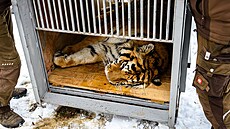 Tygr Ozzy se st�hoval ze Zoo Zlín do portugalského Lisabonu. (únor 2026)