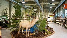 Výstava Myslivost a p�íroda