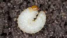 Larva lalokonosce