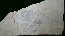 Fotografie fosilie (Kodymirus vagans) a repro �GS, Budil, P. a Fatka, O....