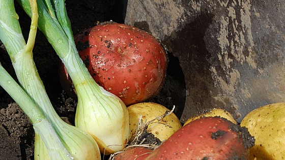 Sklízíme je spole�n�, pojítkem je hlína, ze které rostou. Skladovat bychom je...