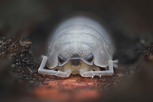 Czech Nature Photo 2026 prozradila nominace nejkrásnějších fotografií přírody