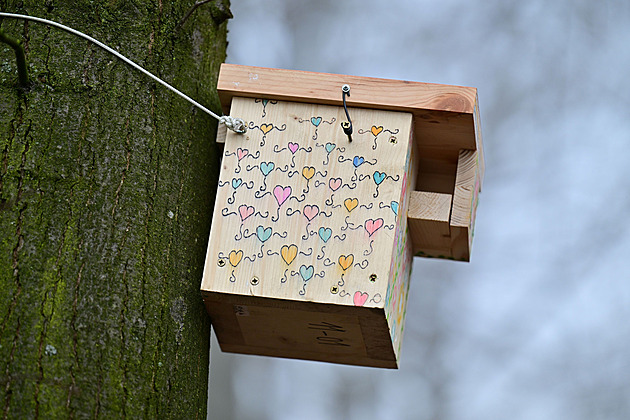 Ptačí budky od dětí míří do korun stromů, v Karviné pomohou v boji se jmelím