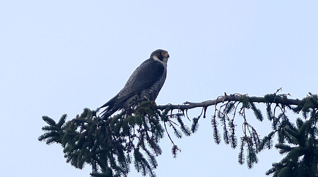 Ochranáři se radují z návratu sokolů na Žďársko, turistům omezili vstup