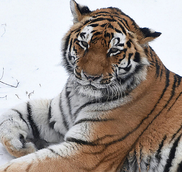 Zoo Hodonín přišla o tygřici Raju. Kvůli agresivnímu nádoru ji uspali