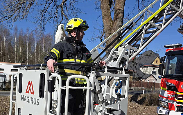 Vzácný kakadu v leknutí vylétl na vysoký strom, do akce kvůli němu museli hasiči