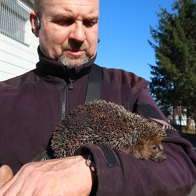 Zvířecí záchranáři pečují o spáleného ježka, někdo mu zapálil zimní úkryt