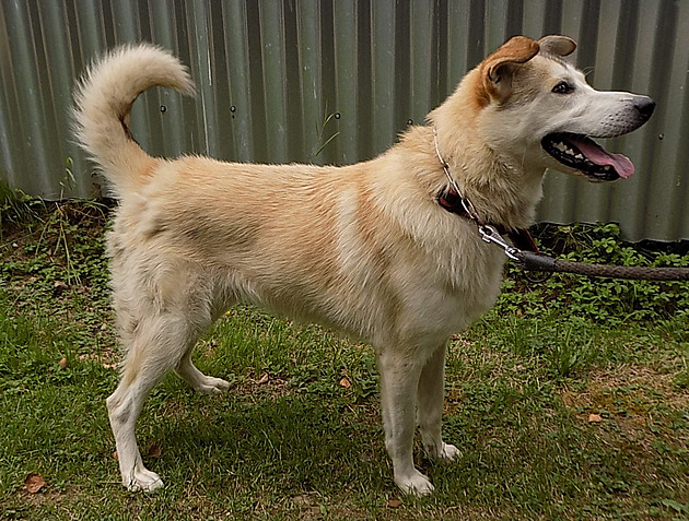 Výlet dětí do útulku má policejní dohru, jednu skautku kousl venčený kříženec