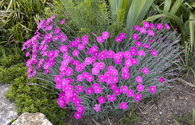 Karafiáty neboli hvozdíky potěší na MDŽ, na louce, v zahradě i v Klatovech