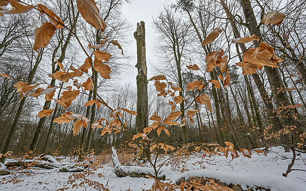 Místo, které miloval Masaryk i Gott. Za skutečnou zimou do Voděradských bučin