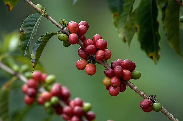 Je těžké najít lidi. Kolumbijští farmáři čelí výzvám, navzdory rekordní sklizni
