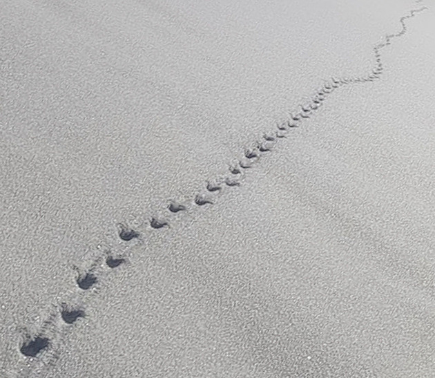 Najednou vlci z fotopastí divně mizeli, říká strážce z Orlických hor a lovec fotografií