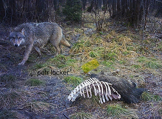 Bez plotu či psa ani korunu. Stát nebude proplácet chovatelům roztrhané ovce
