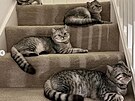 Ko�ky Alexe Albona Blue Bear, Gigi, Hippo a Tiger. Dohromady má Albon t�ináct...