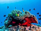 Oblast Blue Bay pat�í na Mauriciu mezi nejlep�í lokality pro pozorování korál�....