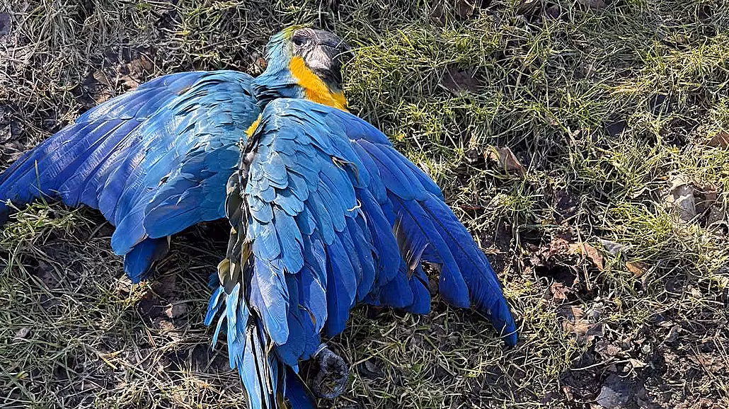 Papou�ek ara ararauna z ji�ní Moravy, který zem�el za�átkem b�ezna v...