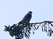 První leto�ní snímky sokola st�hovavého na �ty�ech palicích na ��ársku. Pár se...