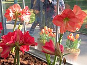 Jarní výstava kv�tin na Hrad�