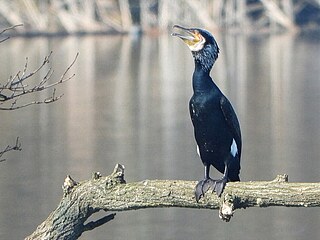Kormoráni �kodili v zimní sezon� ve velkém na �ekách v Olomouckém kraji....