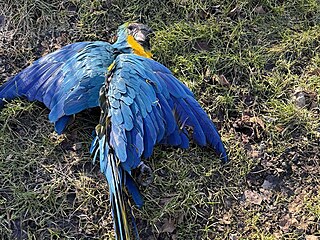 Papou�ek ara ararauna z ji�ní Moravy, který zem�el za�átkem b�ezna v...