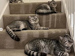 Ko�ky Alexe Albona Blue Bear, Gigi, Hippo a Tiger. Dohromady má Albon t�ináct...