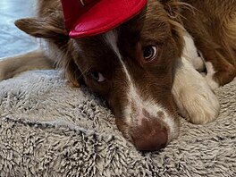 Pes Alexe Albona Otti.