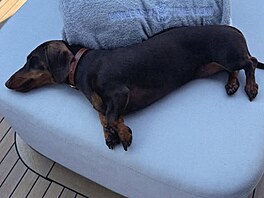 Jezev�ík Maxe Verstapenna Nino.