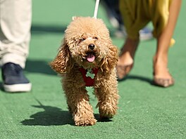 Pes Pierra Gaslyho Simba