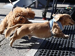 Simba a Leo p�i svém dovád�ní v paddocku F1