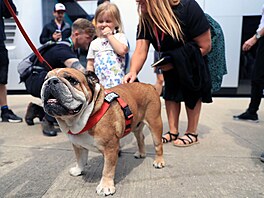 Roscoe, buldok Lewise Hamiltona