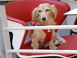 Jezev�ík Leo Charlese Leclerca a Alexandry Saint Mleux.