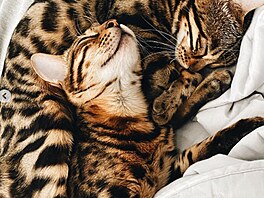 Ko�ky Sassy a Jimmy Maxe Verstappena a Kelly Piquetové,