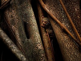 Martin Pelánek � U� m��u? NOMINACE CZECH NATURE PHOTO 2026 kategorie Savci...