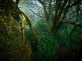 Petr Bambousek � Listonoska NOMINACE CZECH NATURE PHOTO 2026 kategorie...