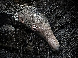 Vojt�ch Re� � Jako klí�t�  NOMINACE CZECH NATURE PHOTO 2026 kategorie Zví�ata...