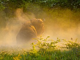 Vojt�ch Luká� � Prachová koupel  NOMINACE CZECH NATURE PHOTO 2026 kategorie...