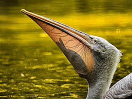 Jana �afa�íková � Kdy� sv�tlo odhalí úlovek  NOMINACE CZECH NATURE PHOTO...