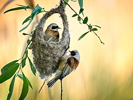 Du�an Dole�al � Zru�ní stavitelé NOMINACE CZECH NATURE PHOTO 2026 kategorie...