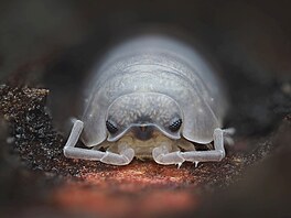 Pavel Krásenský � �ivot pod k�rou NOMINACE CZECH NATURE PHOTO 2026 kategorie...