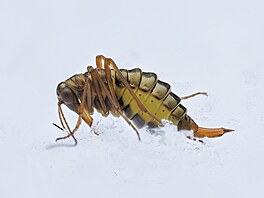 Pavel Krásenský � �ivot na sn�hu NOMINACE CZECH NATURE PHOTO 2026 kategorie...