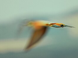 Zden�k Vo�ický � Duch NOMINACE CZECH NATURE PHOTO 2026 Cena za nejlep�í...