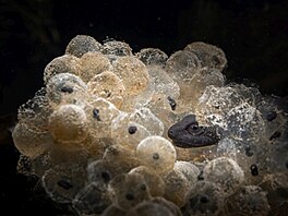 Vít Luká� � Ve�e�e NOMINACE CZECH NATURE PHOTO 2026 Cena za nejlep�í...