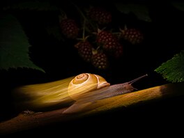 Vít Luká� � Ve sp�chu NOMINACE CZECH NATURE PHOTO 2026 Cena za nejlep�í...