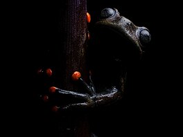 Igor Mikula �  NOMINACE CZECH NATURE PHOTO 2026 kategorie Plazi,...