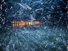 Close-Up Photographer of the Year, CUPOTY/Hmyz