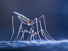 Close-Up Photographer of the Year, CUPOTY/Hmyz