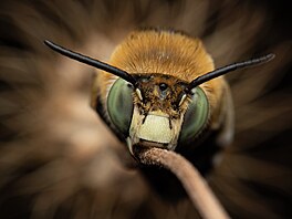 Close-Up Photographer of the Year, CUPOTY/Bezobratlí